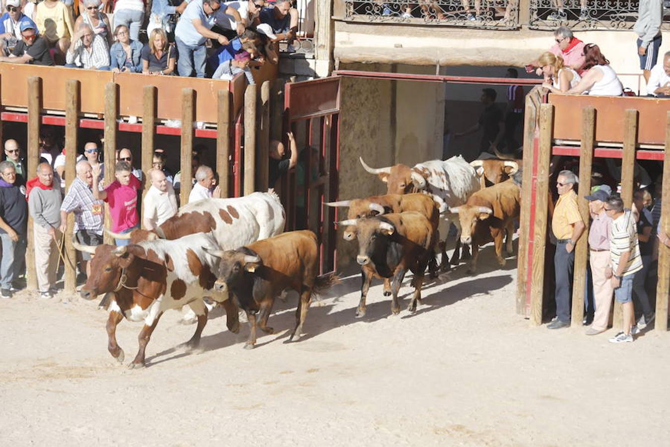 Fotos: Primer encierro en Peñafiel