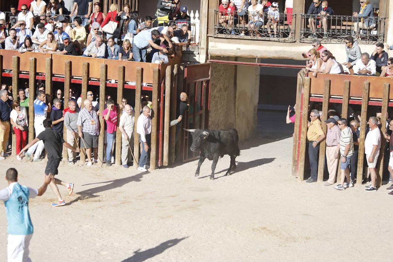 Fotos: Primer encierro en Peñafiel