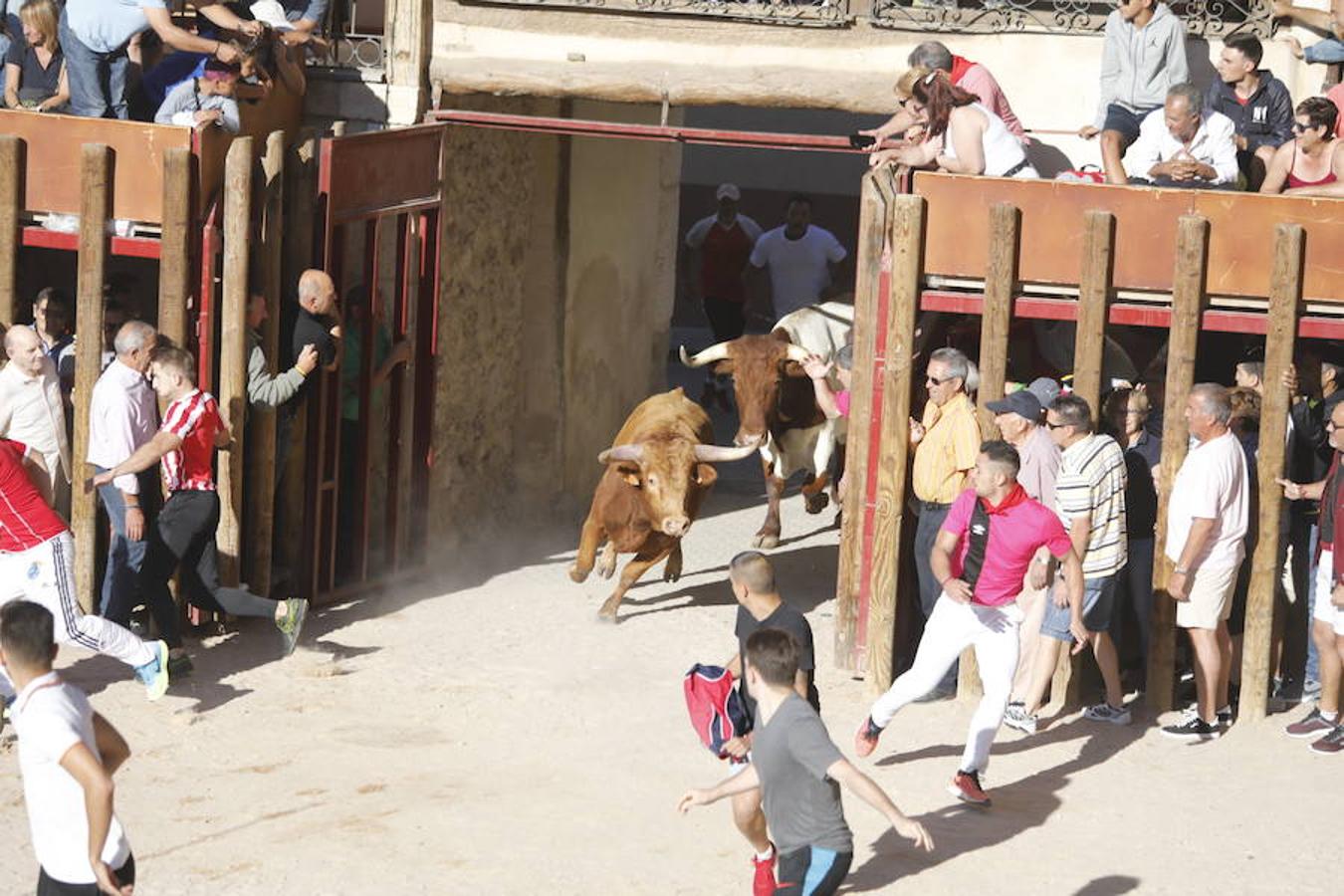 Fotos: Primer encierro en Peñafiel