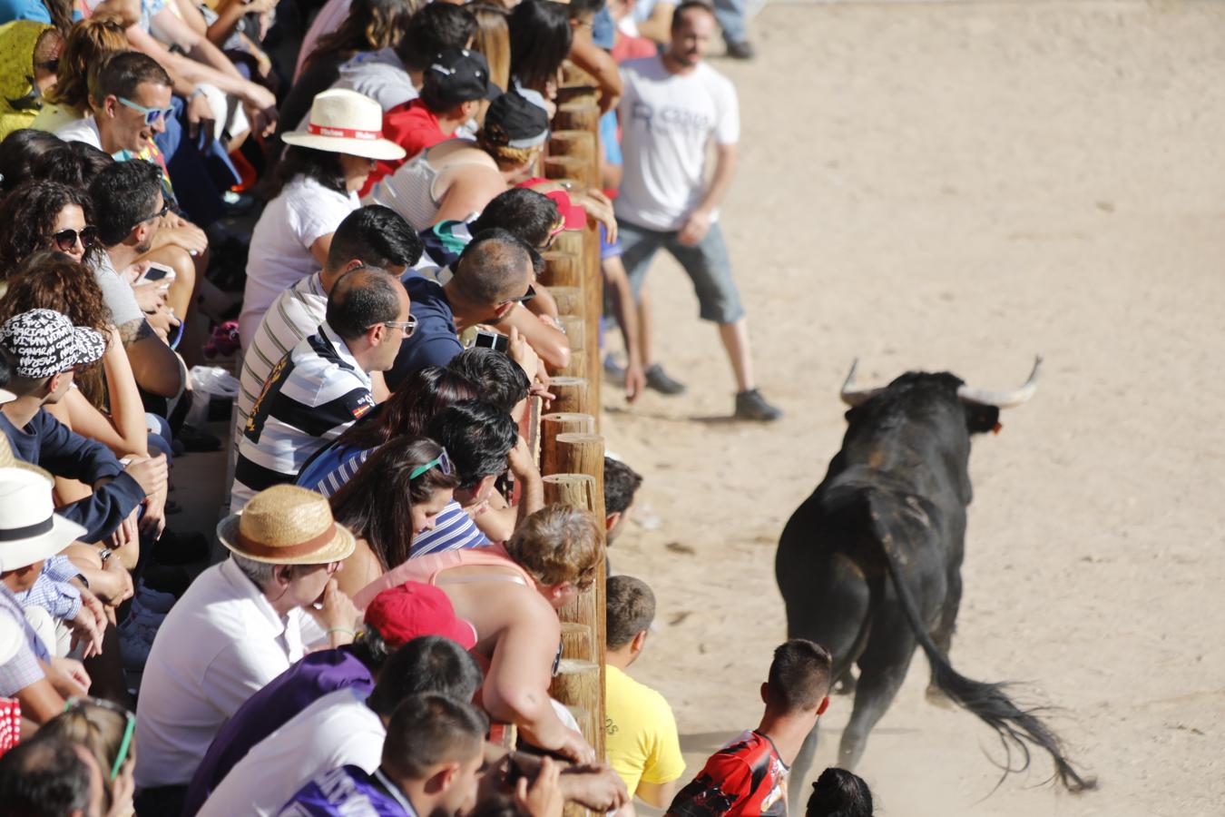 Fotos: Capea en la Plaza del Coso de Peñafiel