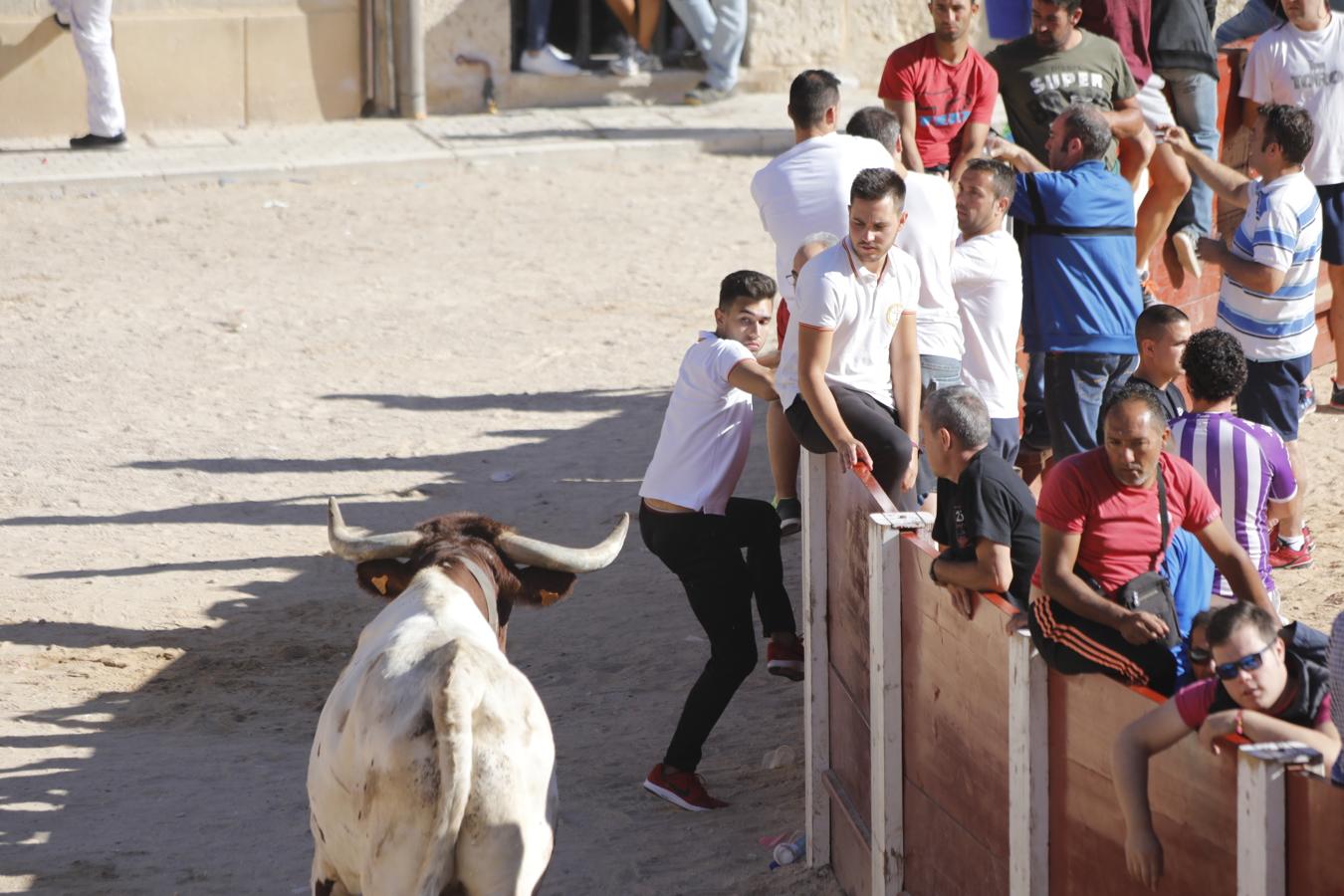 Fotos: Capea en la Plaza del Coso de Peñafiel