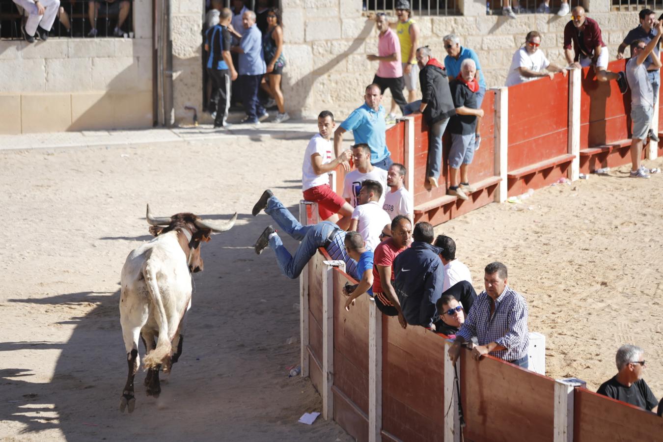 Fotos: Capea en la Plaza del Coso de Peñafiel