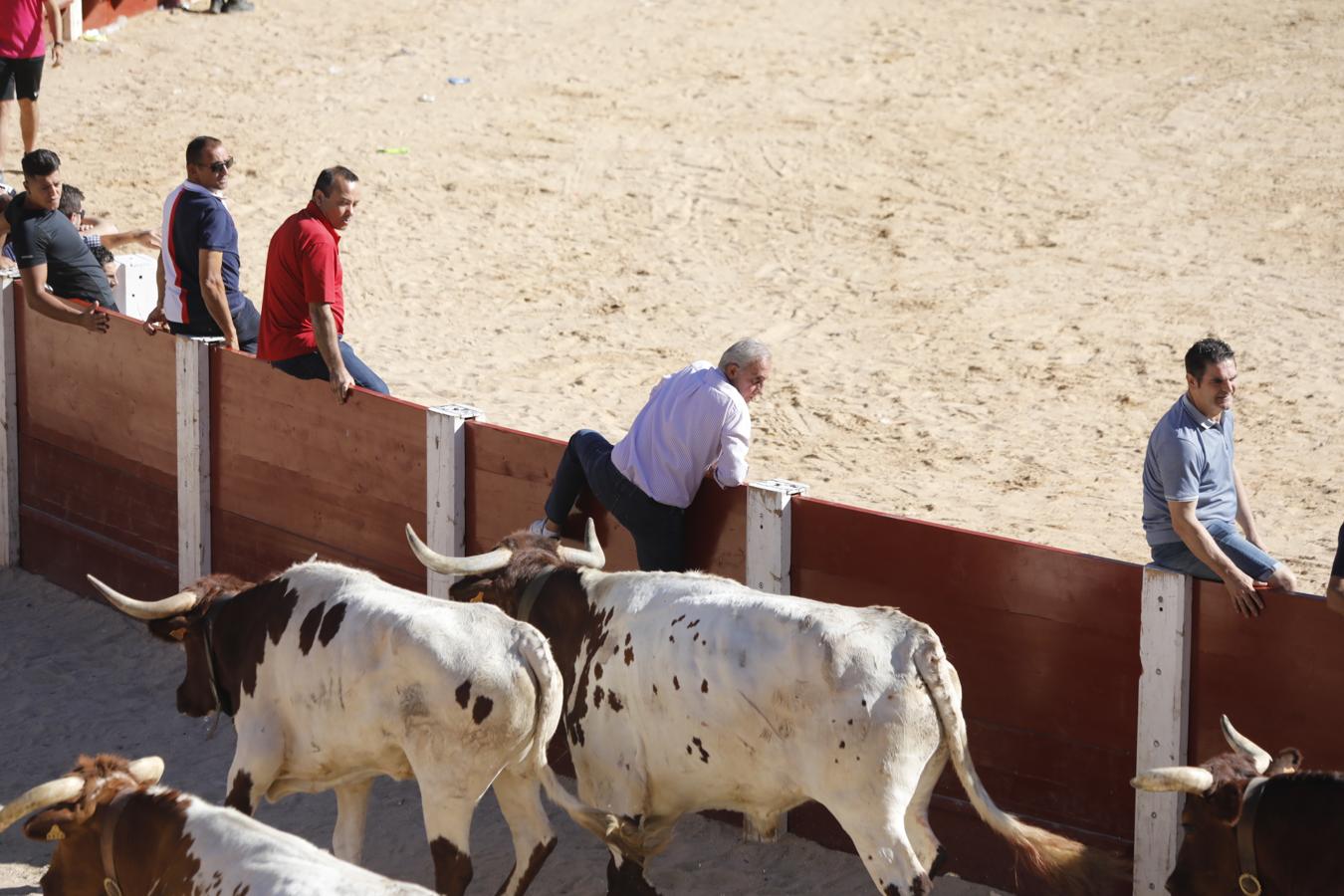 Fotos: Capea en la Plaza del Coso de Peñafiel