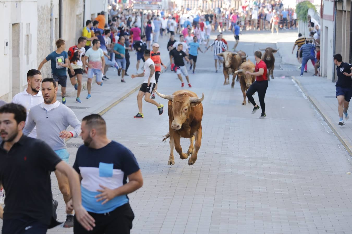 Fotos: Encierro mañanero en Peñafiel