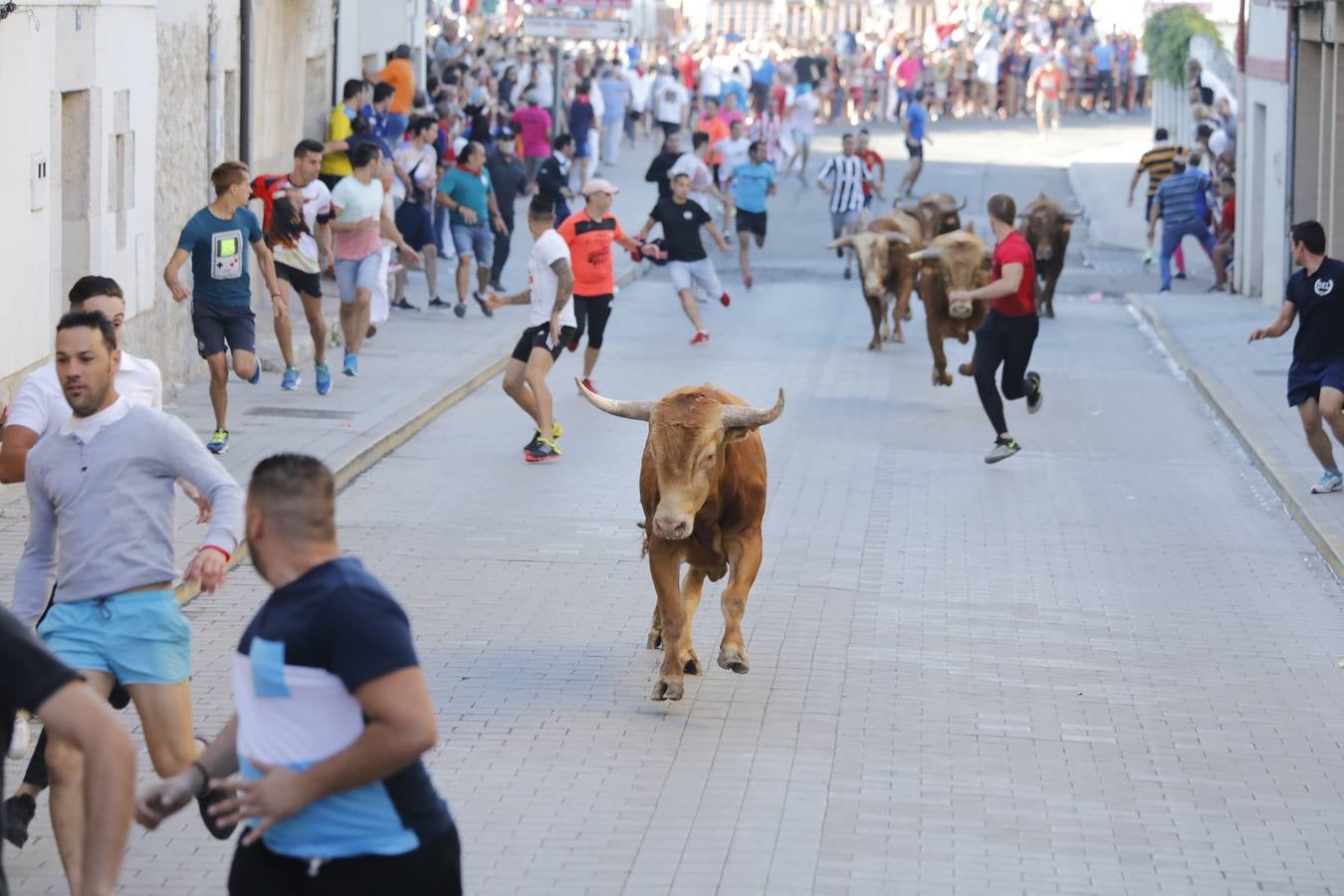 Fotos: Encierro mañanero en Peñafiel