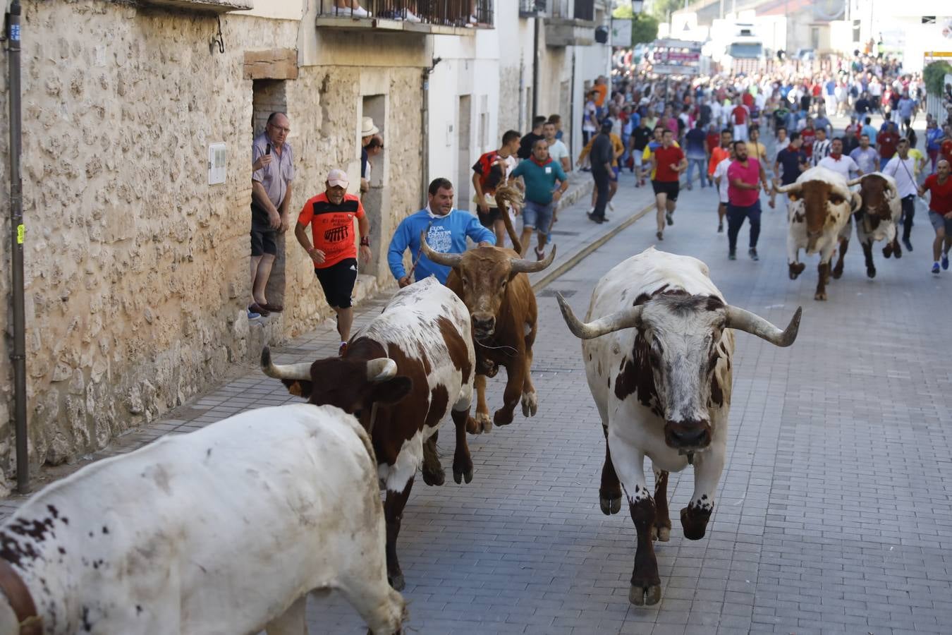 Fotos: Encierro mañanero en Peñafiel