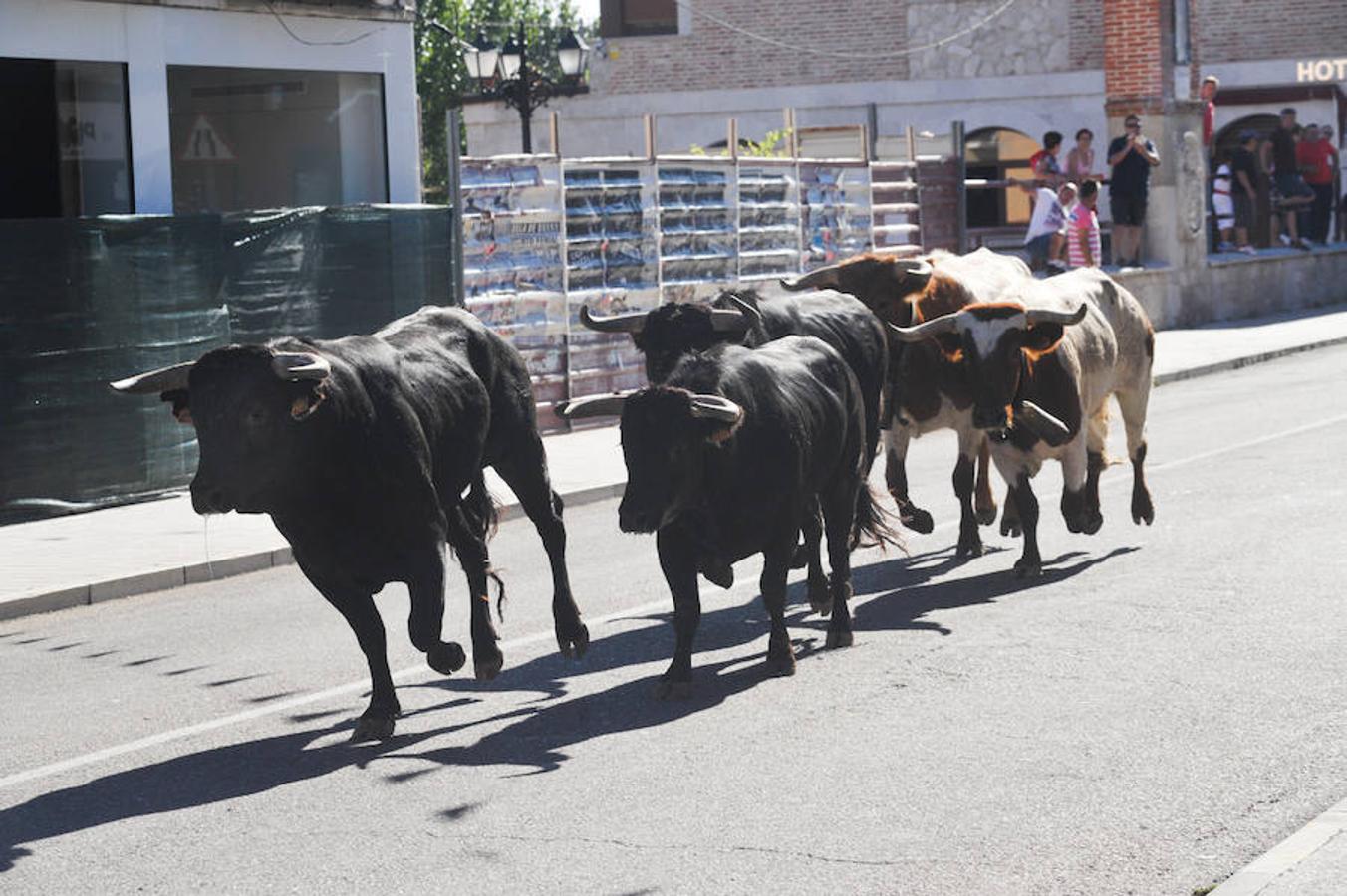 Fotos: Encierro de la mañana del jueves en Tudela de Duero