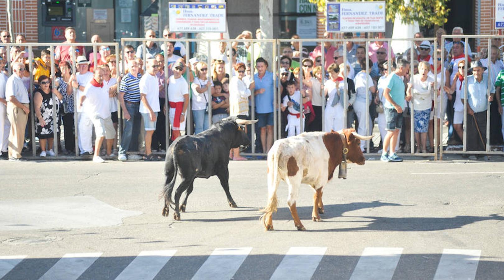 Fotos: Encierro de la mañana del jueves en Tudela de Duero