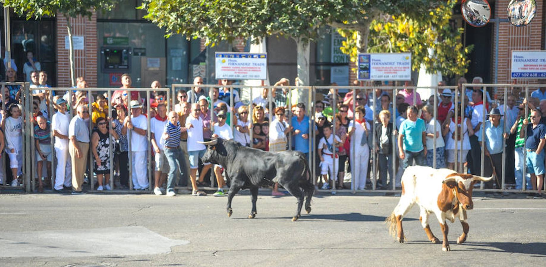 Fotos: Encierro de la mañana del jueves en Tudela de Duero