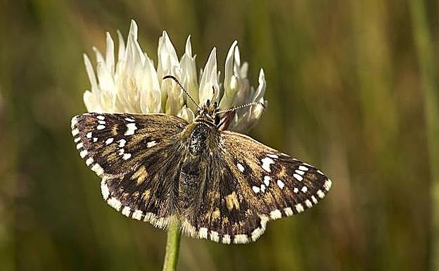 Fotografía de la mariposa Ajedrezada haltera.