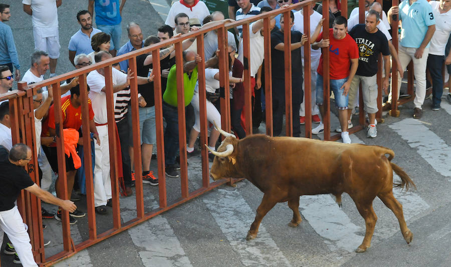 Fotos: Encierro del viernes en Tudela de Duero