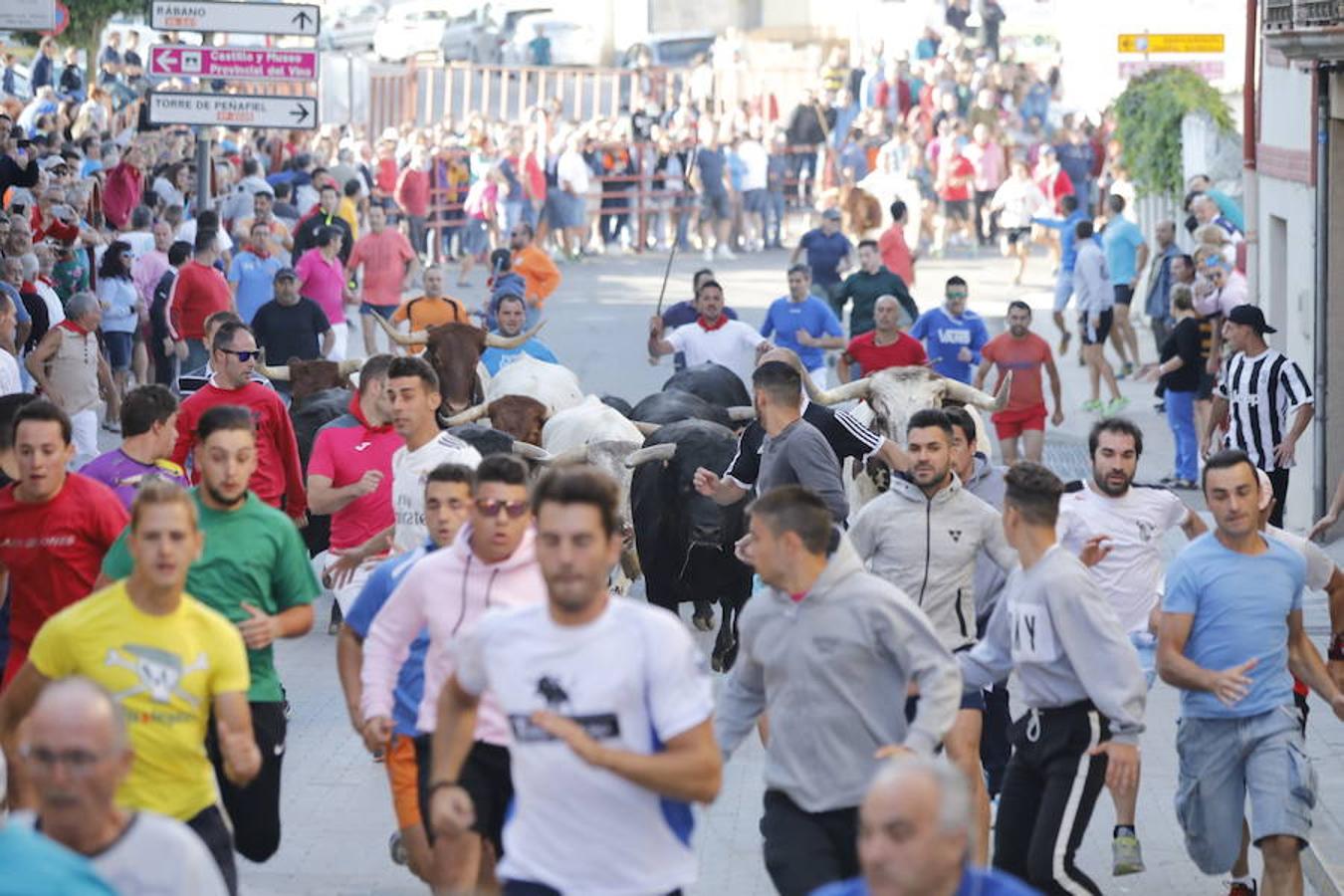 Fotos: Quinto encierro y capea de las fiestas de Peñafiel. Sábado