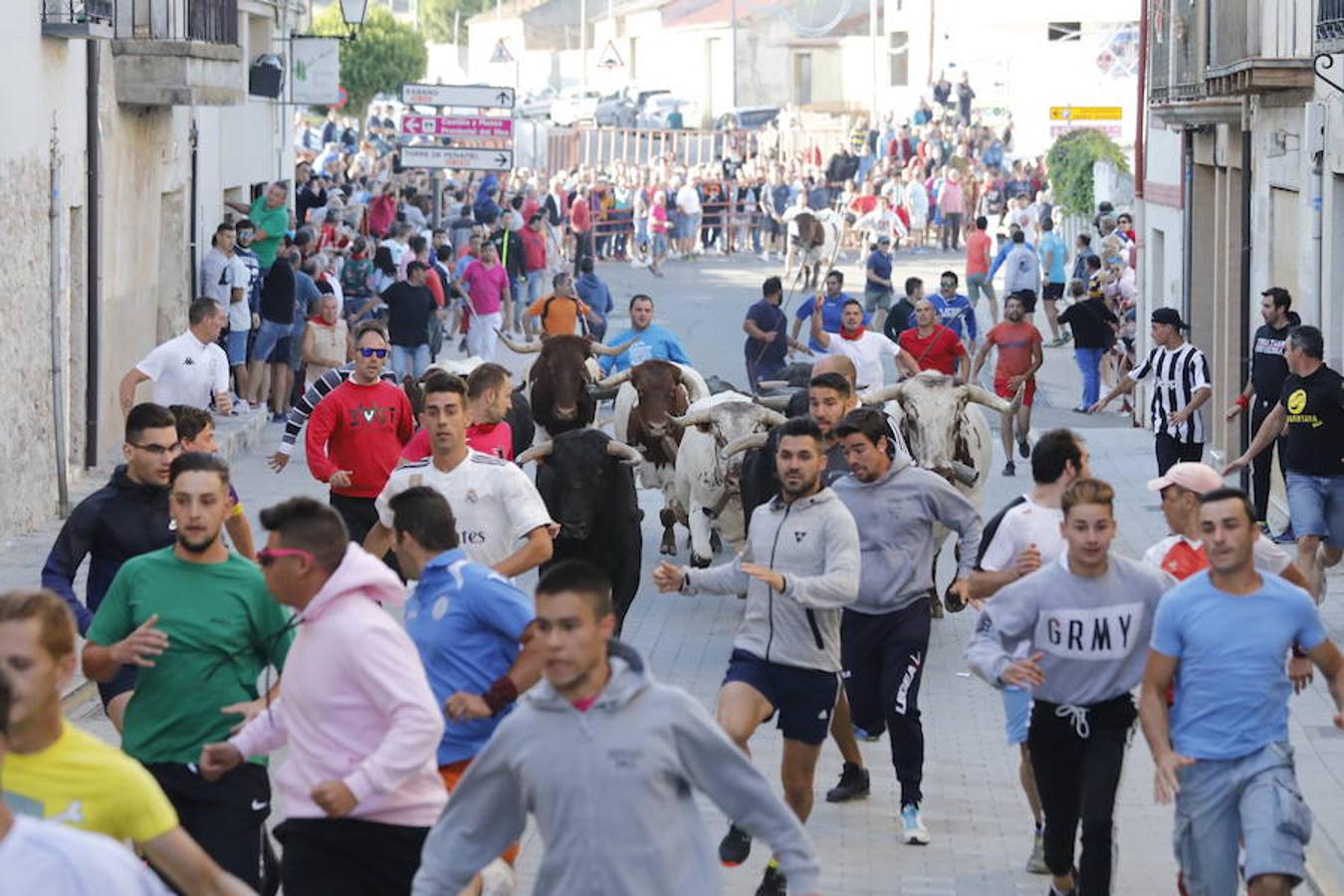 Fotos: Quinto encierro y capea de las fiestas de Peñafiel. Sábado