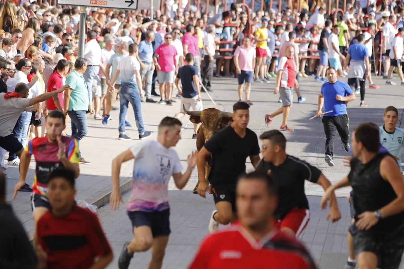 Fotos: Último encierro de las fiestas de Peñafiel