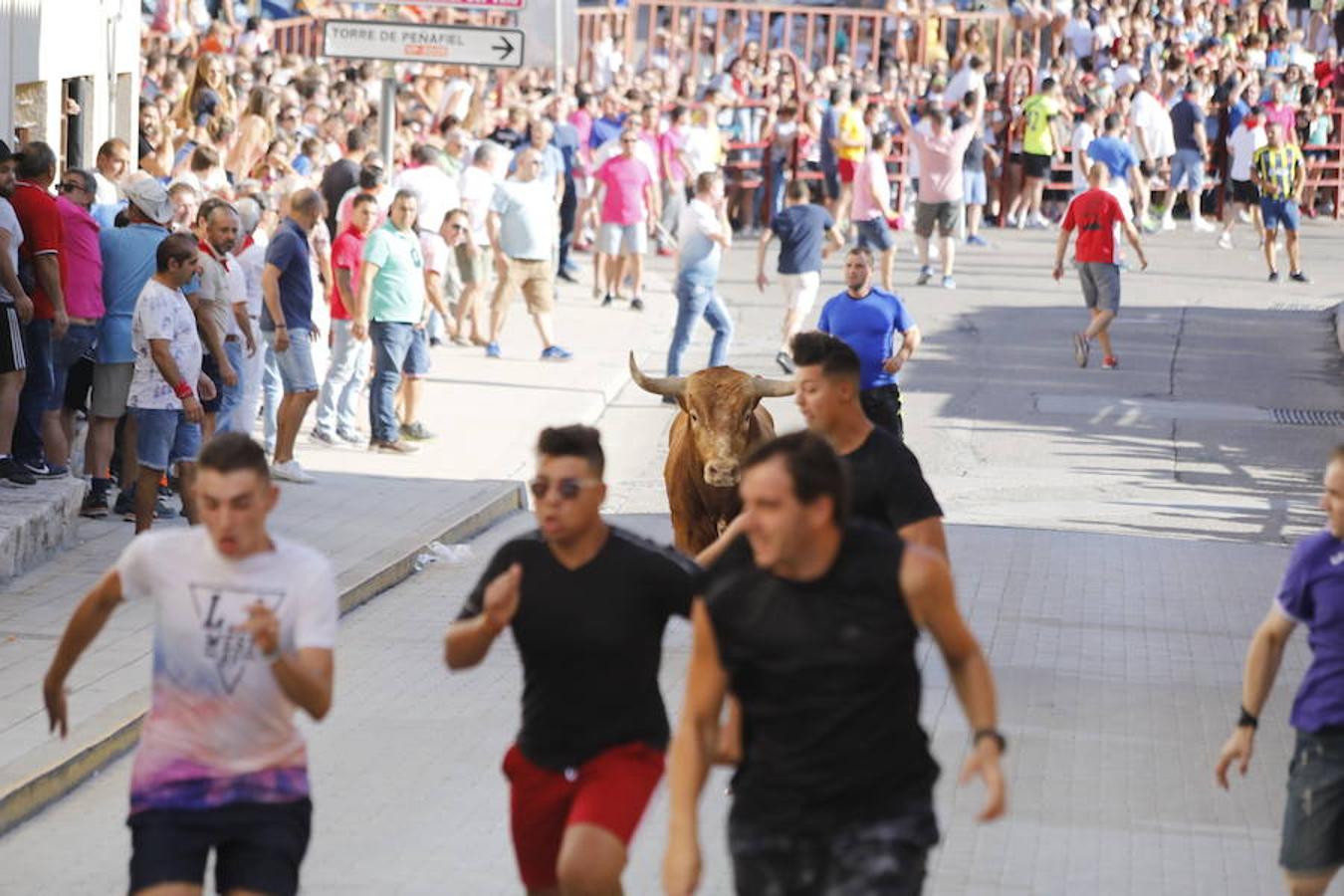 Fotos: Último encierro de las fiestas de Peñafiel