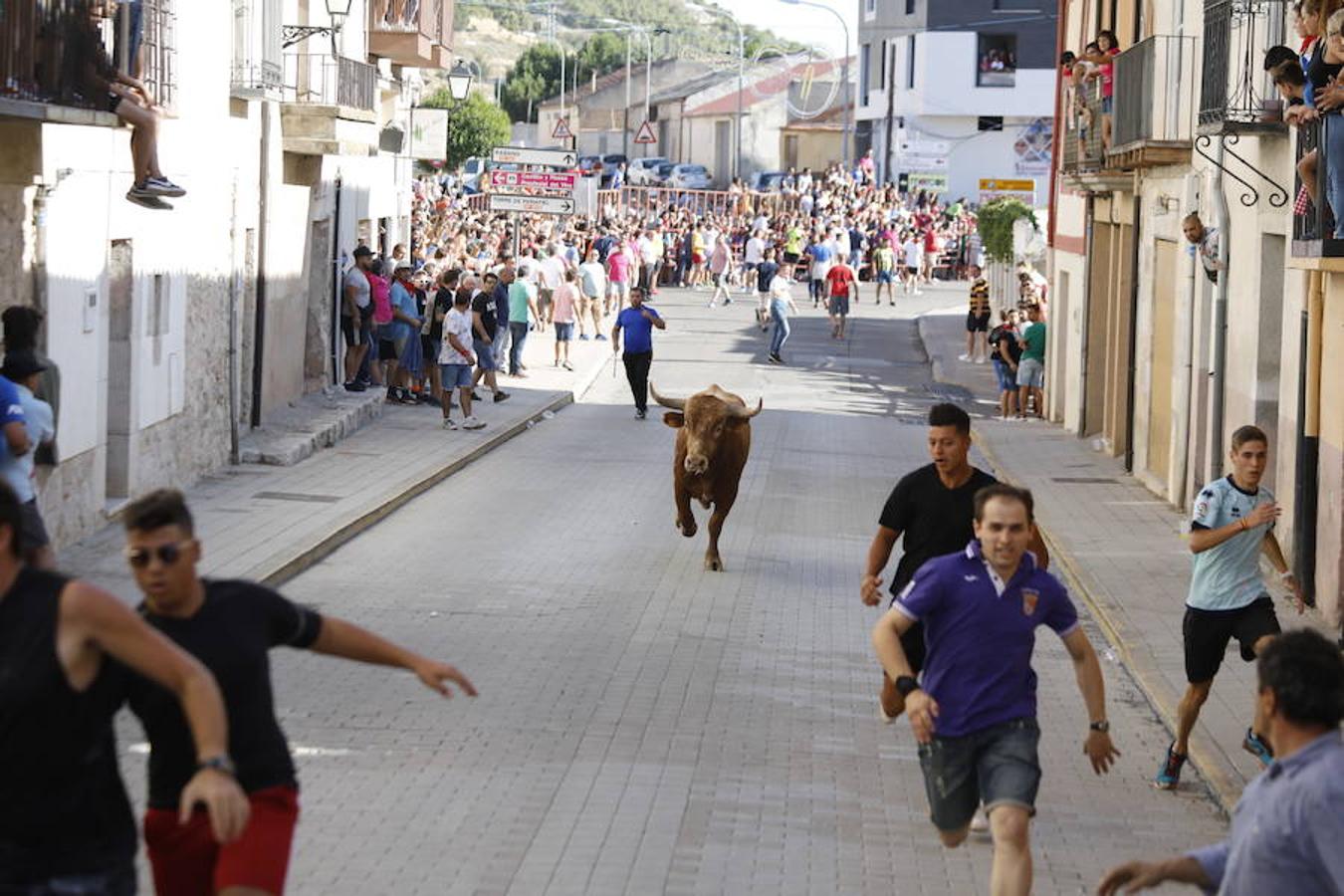 Fotos: Último encierro de las fiestas de Peñafiel