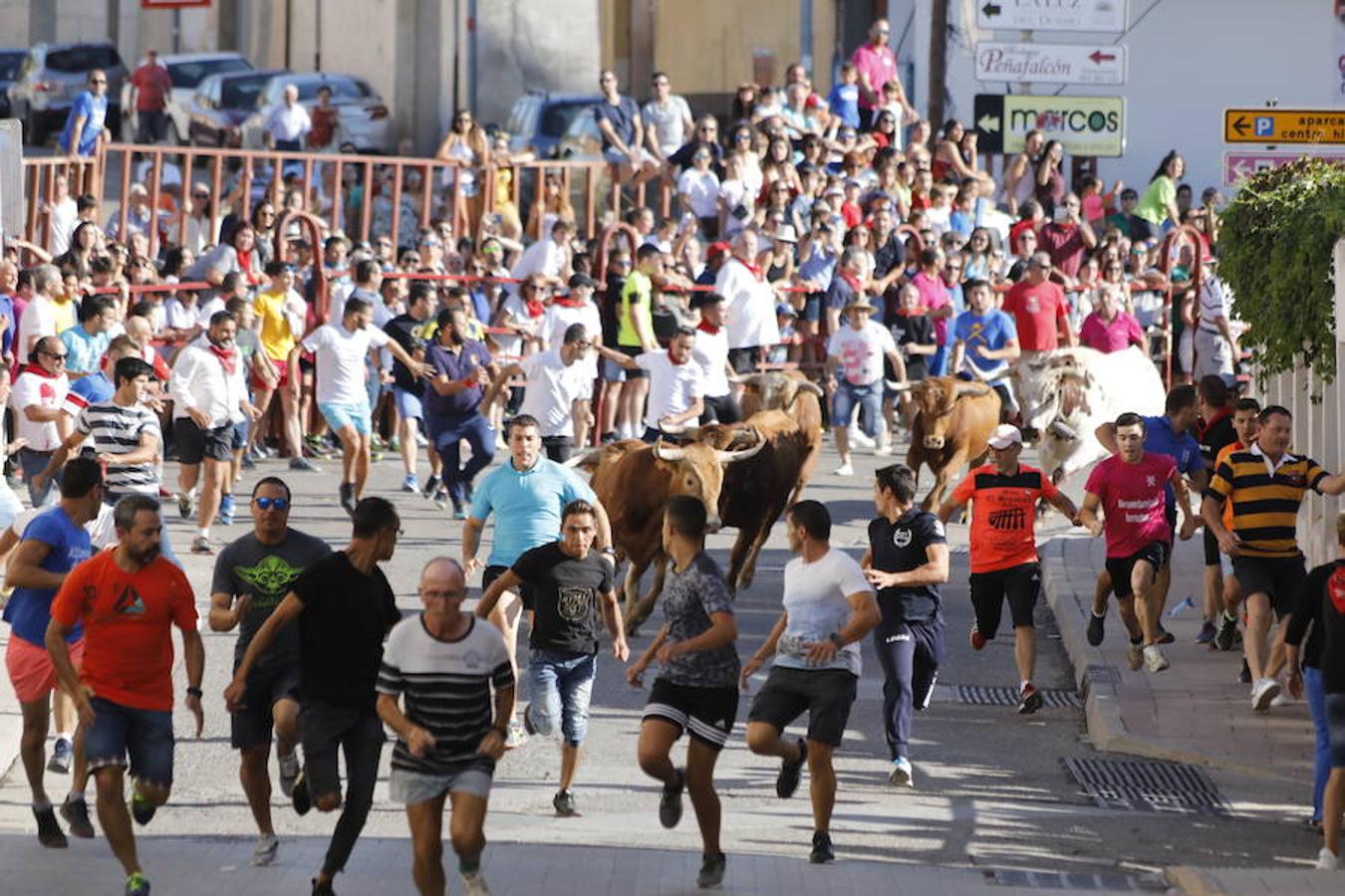 Fotos: Último encierro de las fiestas de Peñafiel