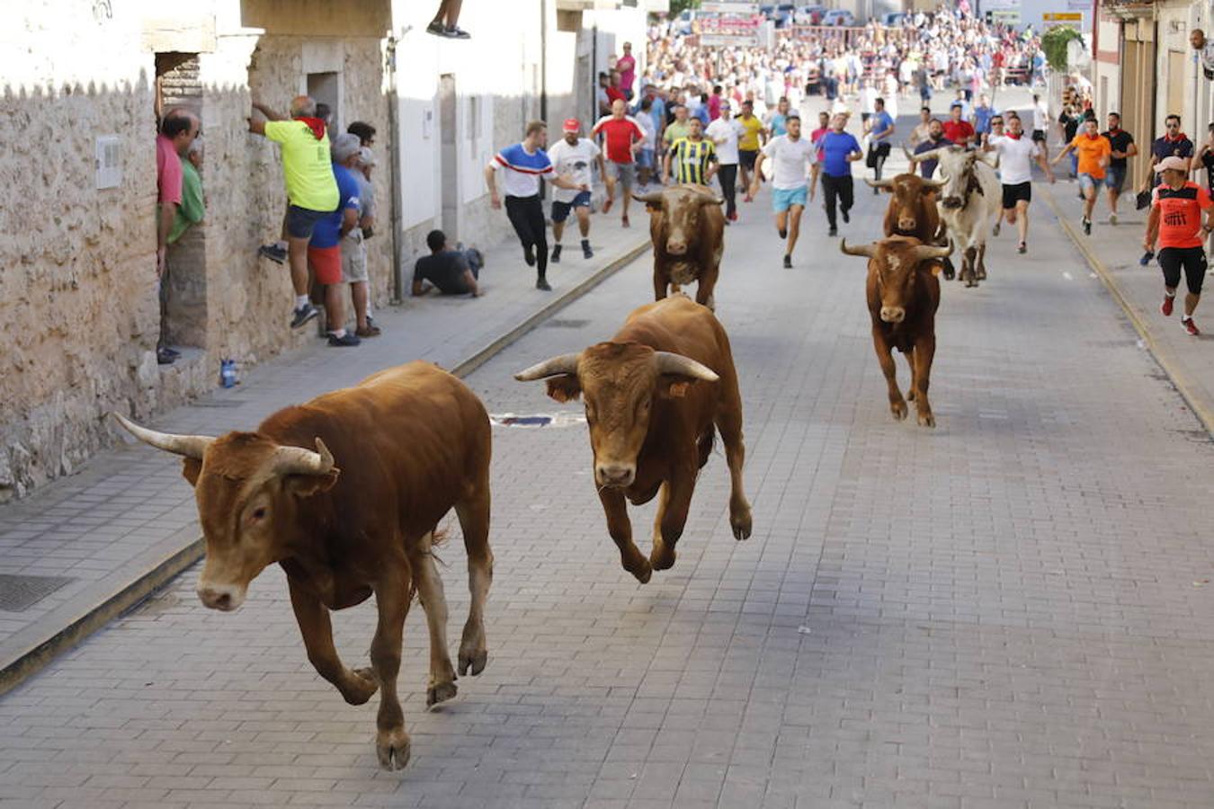 Fotos: Último encierro de las fiestas de Peñafiel