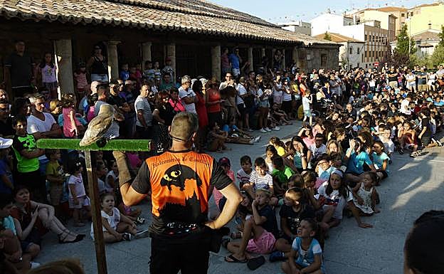 Espectáculo de cetrería en Carbajosa.