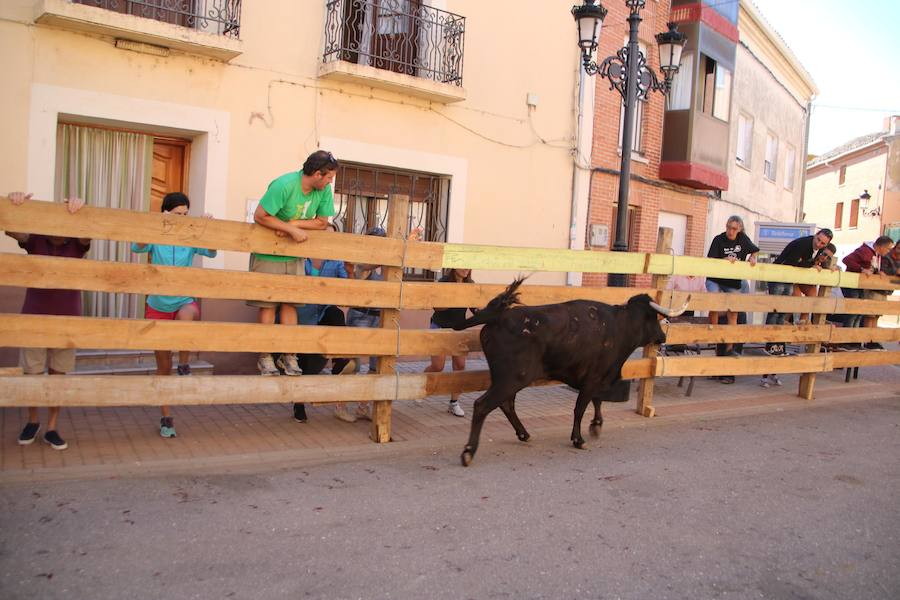 Fotos: Torquemada sigue Fiel a sus Encierros