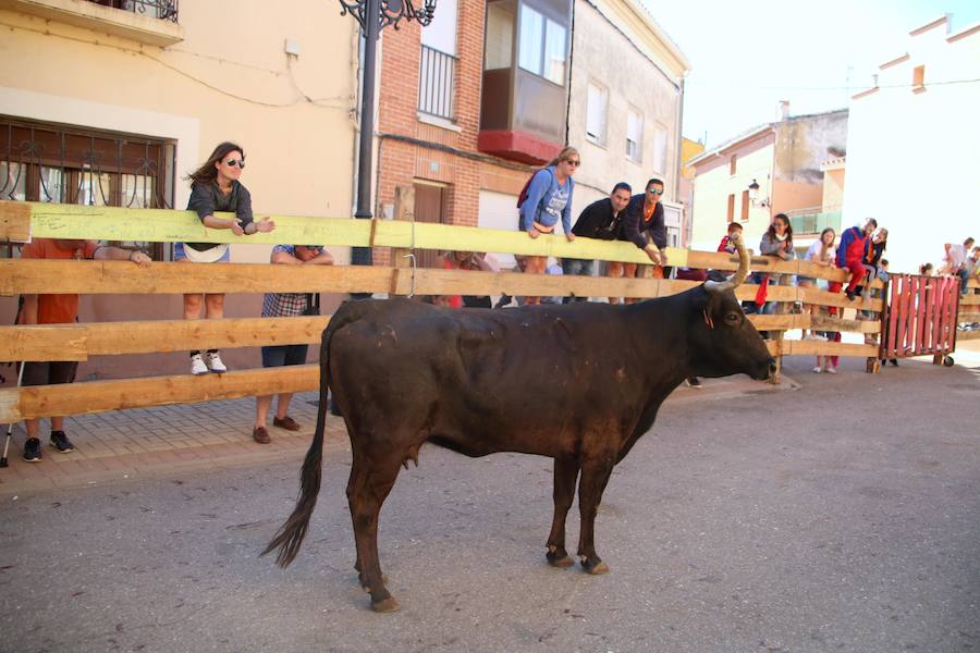 Fotos: Torquemada sigue Fiel a sus Encierros