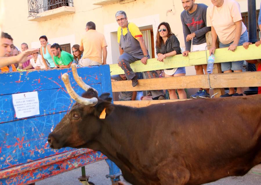 Fotos: Torquemada sigue Fiel a sus Encierros