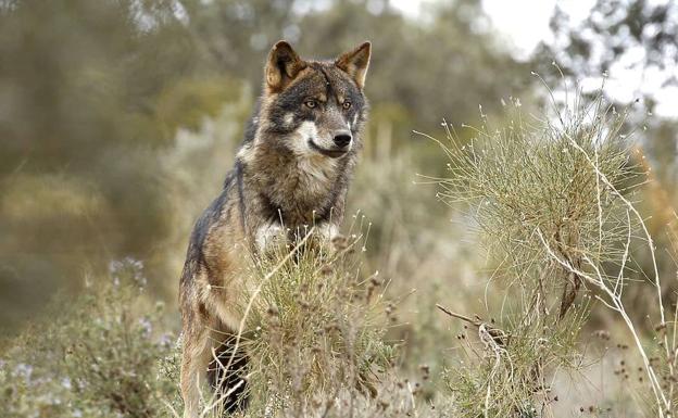 Un libro aborda la relación entre la Montaña Palentina, el oso pardo y el lobo ibérico