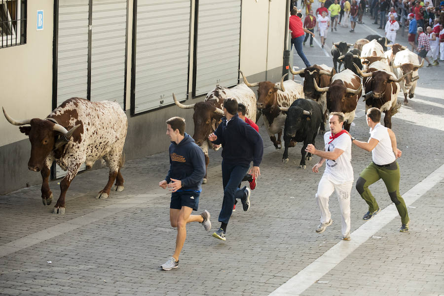 Solo cinco novillos han acabado el recorrido y han entrado en la plaza; el sexto ha tenido que ser anestesiado