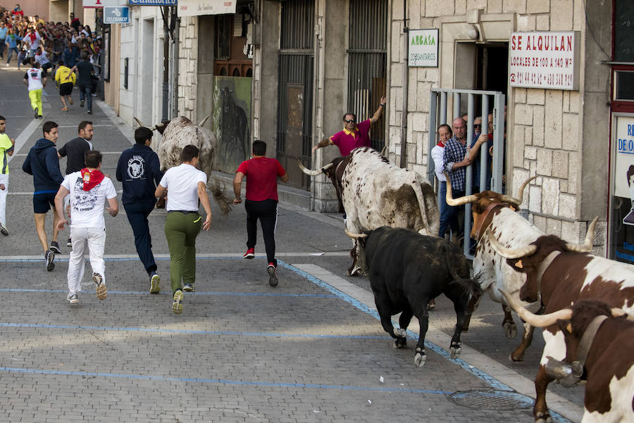 Solo cinco novillos han acabado el recorrido y han entrado en la plaza; el sexto ha tenido que ser anestesiado