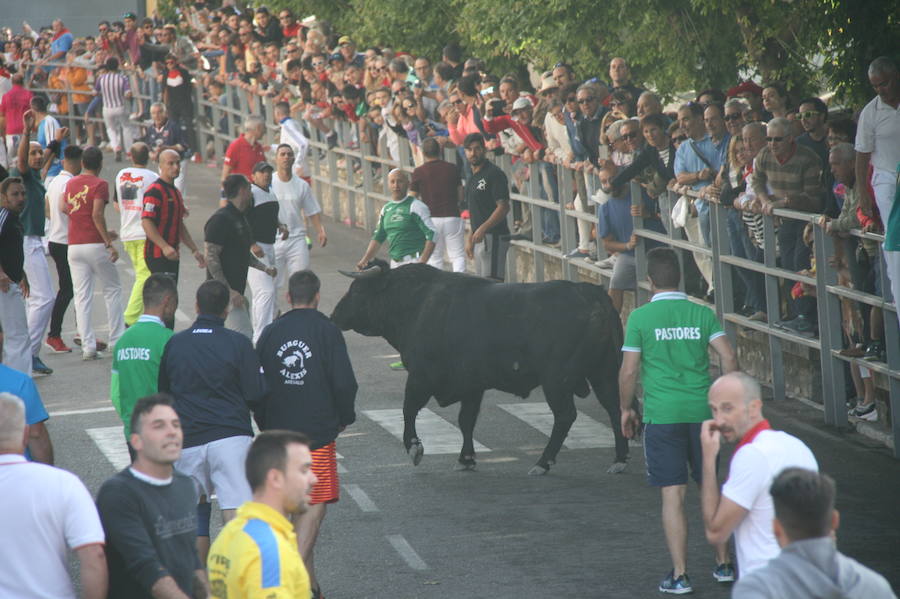 Solo cinco novillos han acabado el recorrido y han entrado en la plaza; el sexto ha tenido que ser anestesiado
