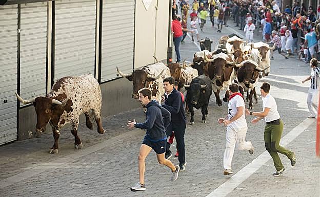 Los corredores delante de los novillos y cabestros en el encierro de Cuéllar de este domingo. 