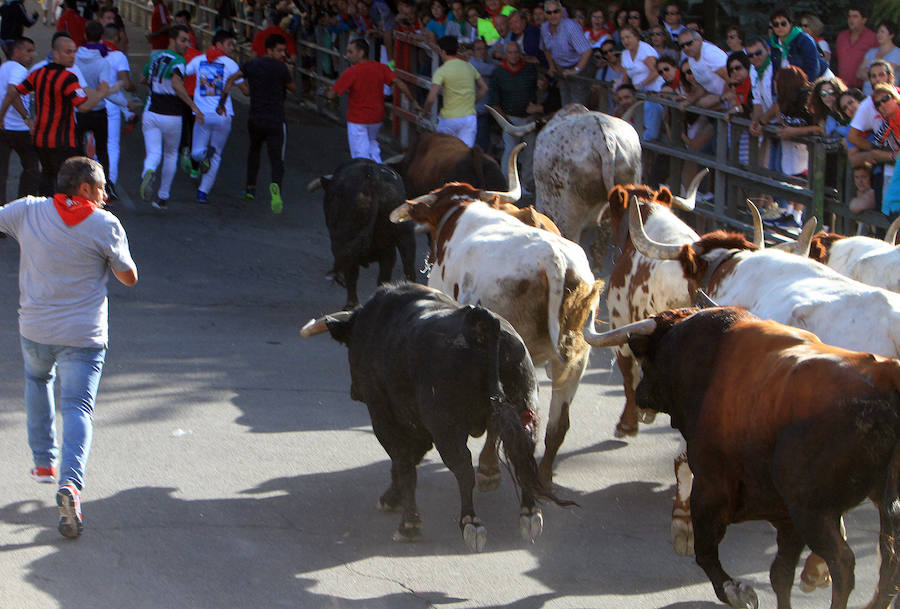 Fotos: Segundo encierro de las fiestas de Cuéllar