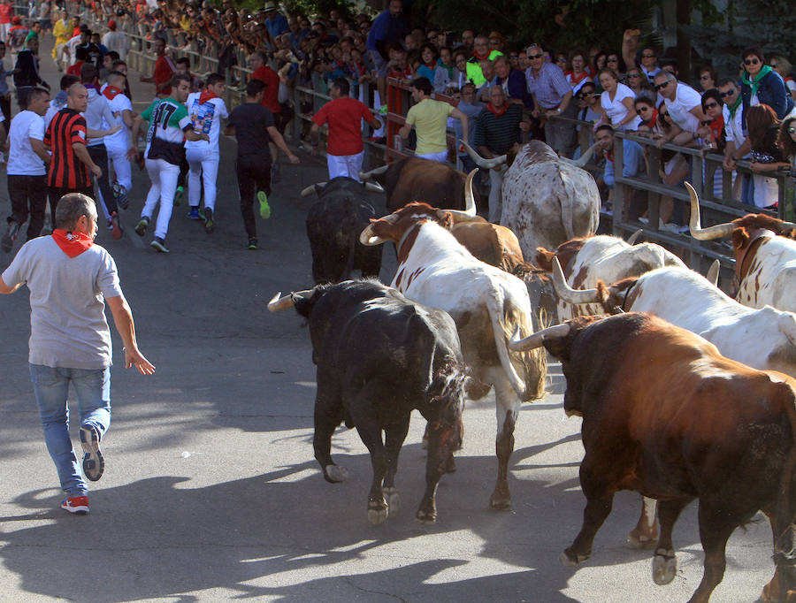 Fotos: Segundo encierro de las fiestas de Cuéllar