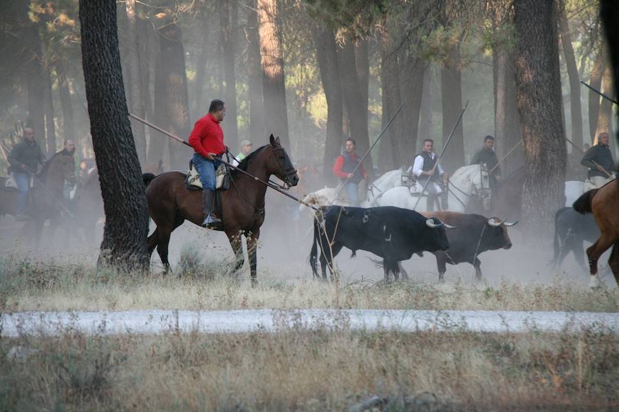 Fotos: Segundo encierro de las fiestas de Cuéllar