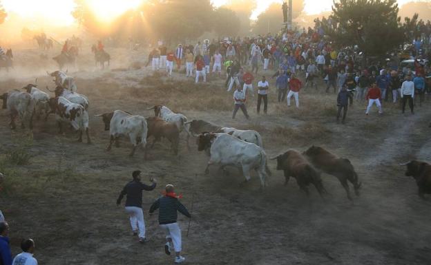Salida de la manada de los corrales del Cega.