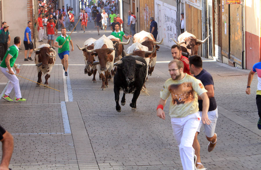 Fotos: Tercer encierro de las fiestas de Cuéllar