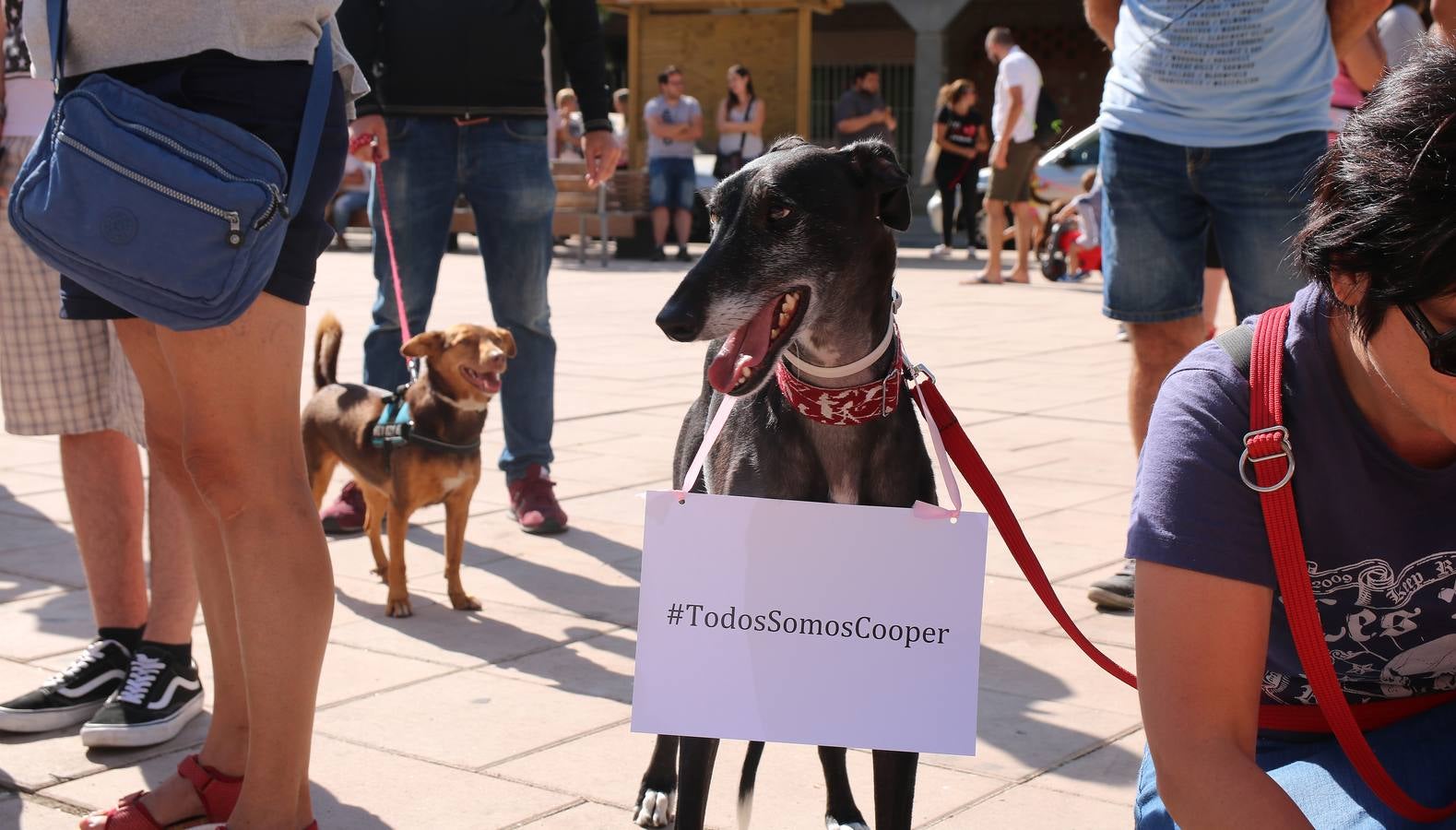 El animal, adoptado en el mes de febrero, fue encontrado en la cocina de la vivienda cuando llevaba tres meses muerto