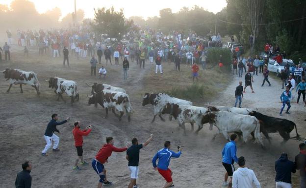 El público fotografía la salida de la manada de los corrales. 