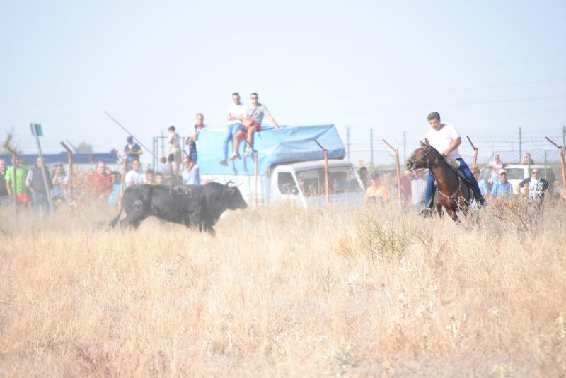 Fotos: Encierro en Medina del Campo