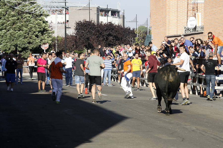 Fotos: Encierro de la mañana del sábado en las fiestas de Laguna de Duero 2018