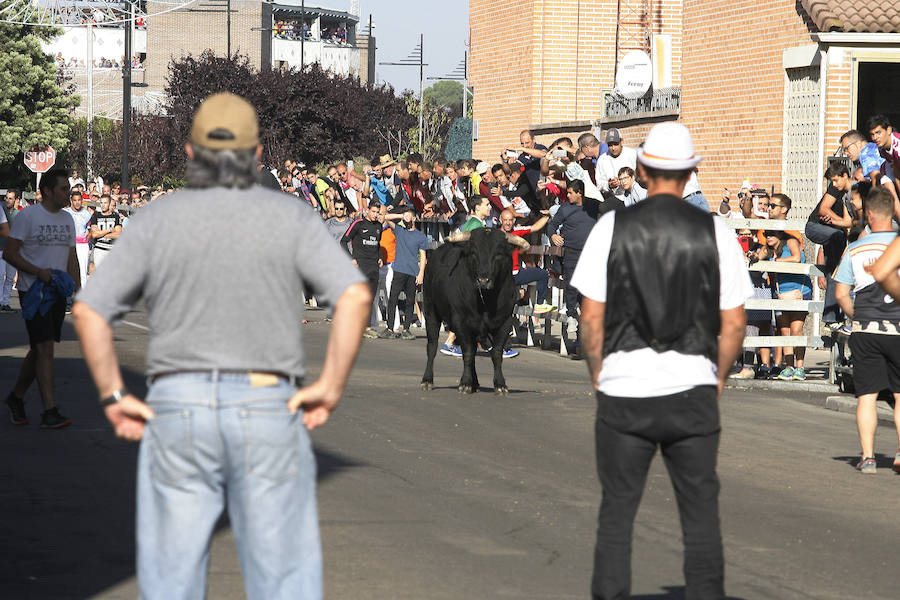 Fotos: Encierro de la mañana del sábado en las fiestas de Laguna de Duero 2018