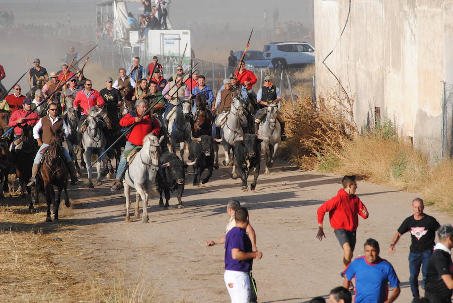 Último encierro de las fiestas de Medina del Campo.