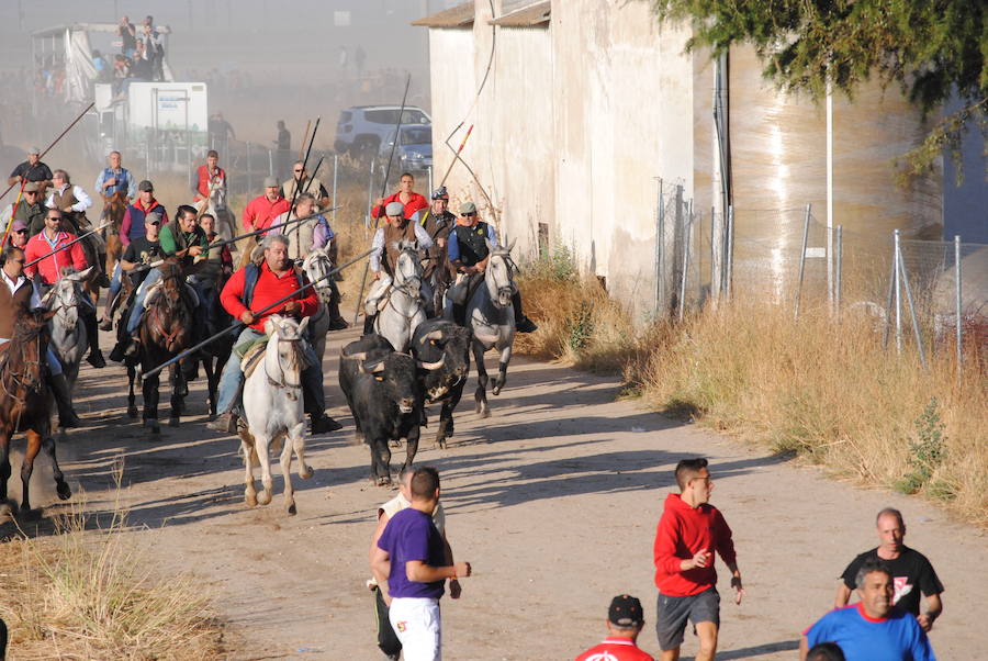 Último encierro de las fiestas de Medina del Campo.