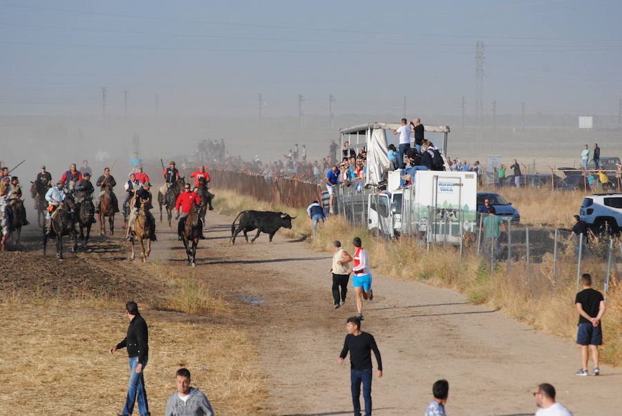 Último encierro de las fiestas de Medina del Campo.