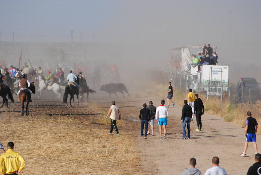 Último encierro de las fiestas de Medina del Campo.
