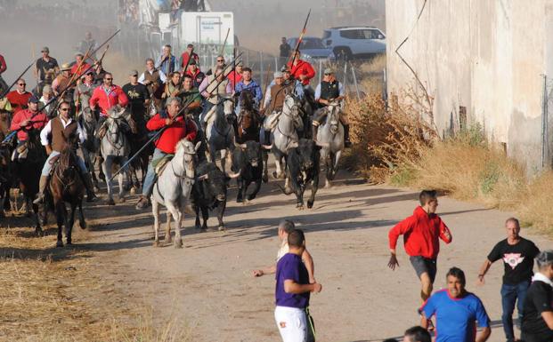 Los caballistas conducen a los toros durante el encierro.