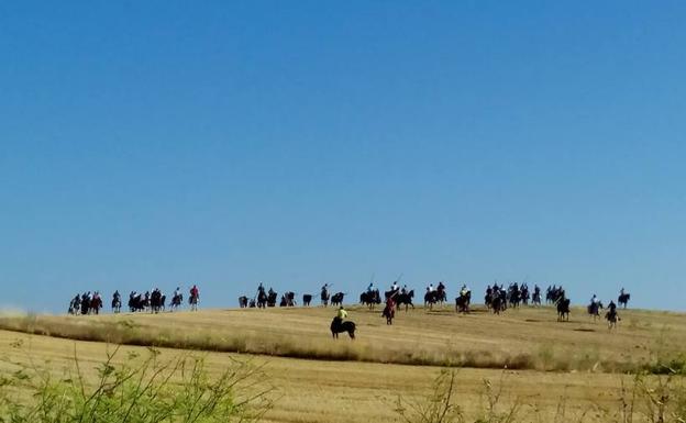 Imagen principal - El tercer encierro por el campo de Portillo transcurre a buen ritmo y sin incidentes