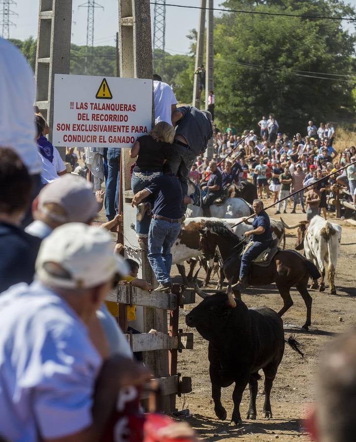 Dos personas han resultado heridas, al parecer uno con una posible cornada en la pierna