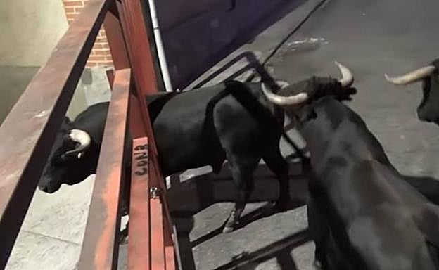 Imagen principal - Uno de los novillos desató el pánico el domingo en Alaejos al quedarse encajado entre los barrotes de una de las talanqueras. 