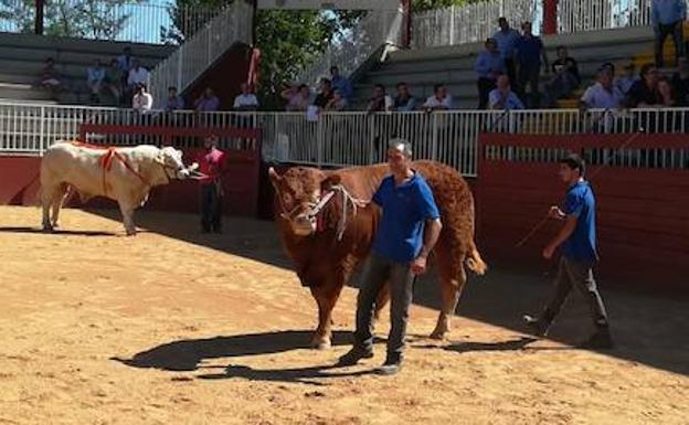 El ejemplar macho 'Mickey', en la subasta, que fue comprado por 7.400 euros.